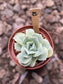 Echeveria Lovely Rose