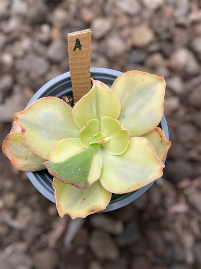 Echeveria Suyon Variegada