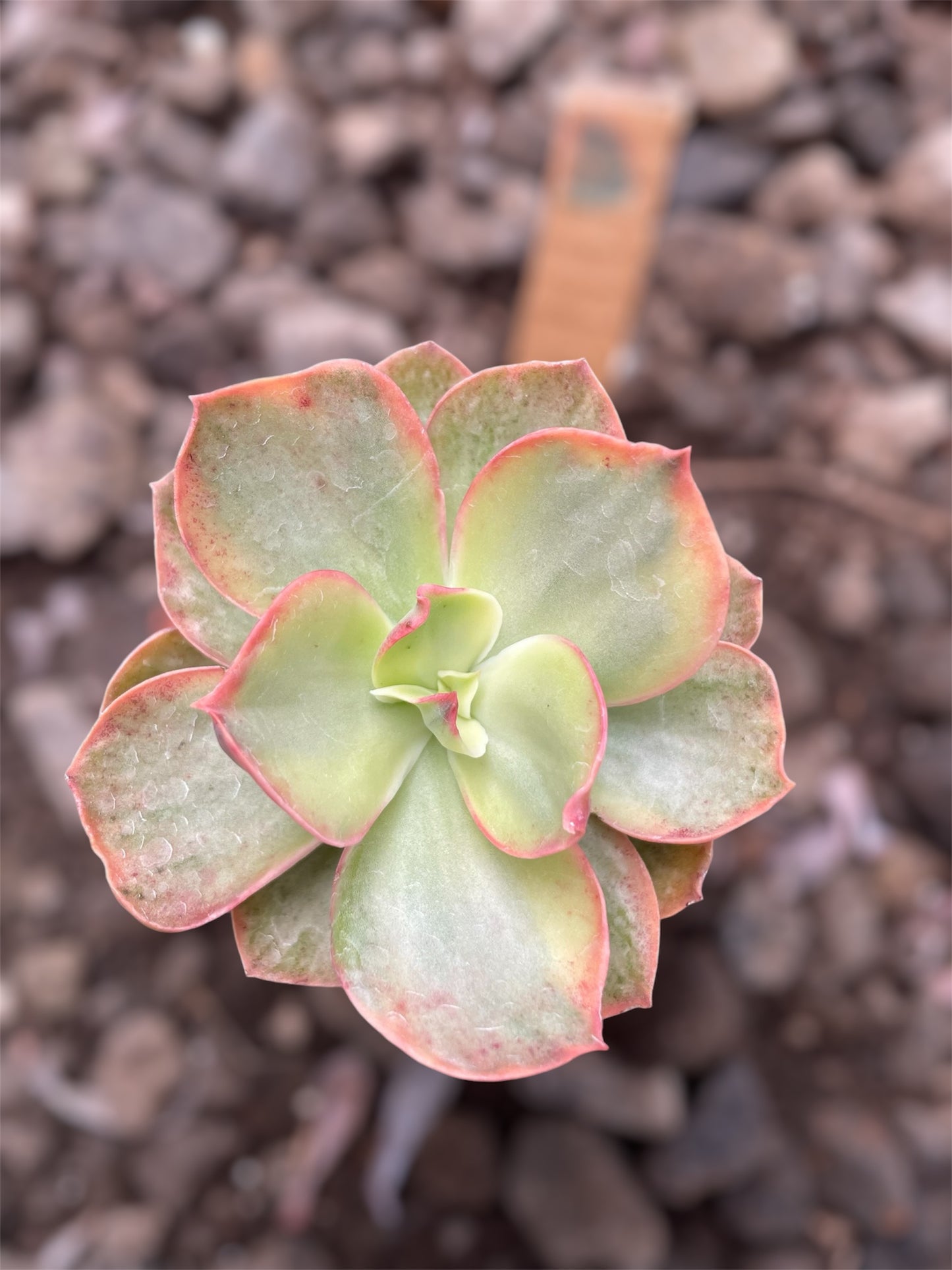 Echeveria Suyon Variegada