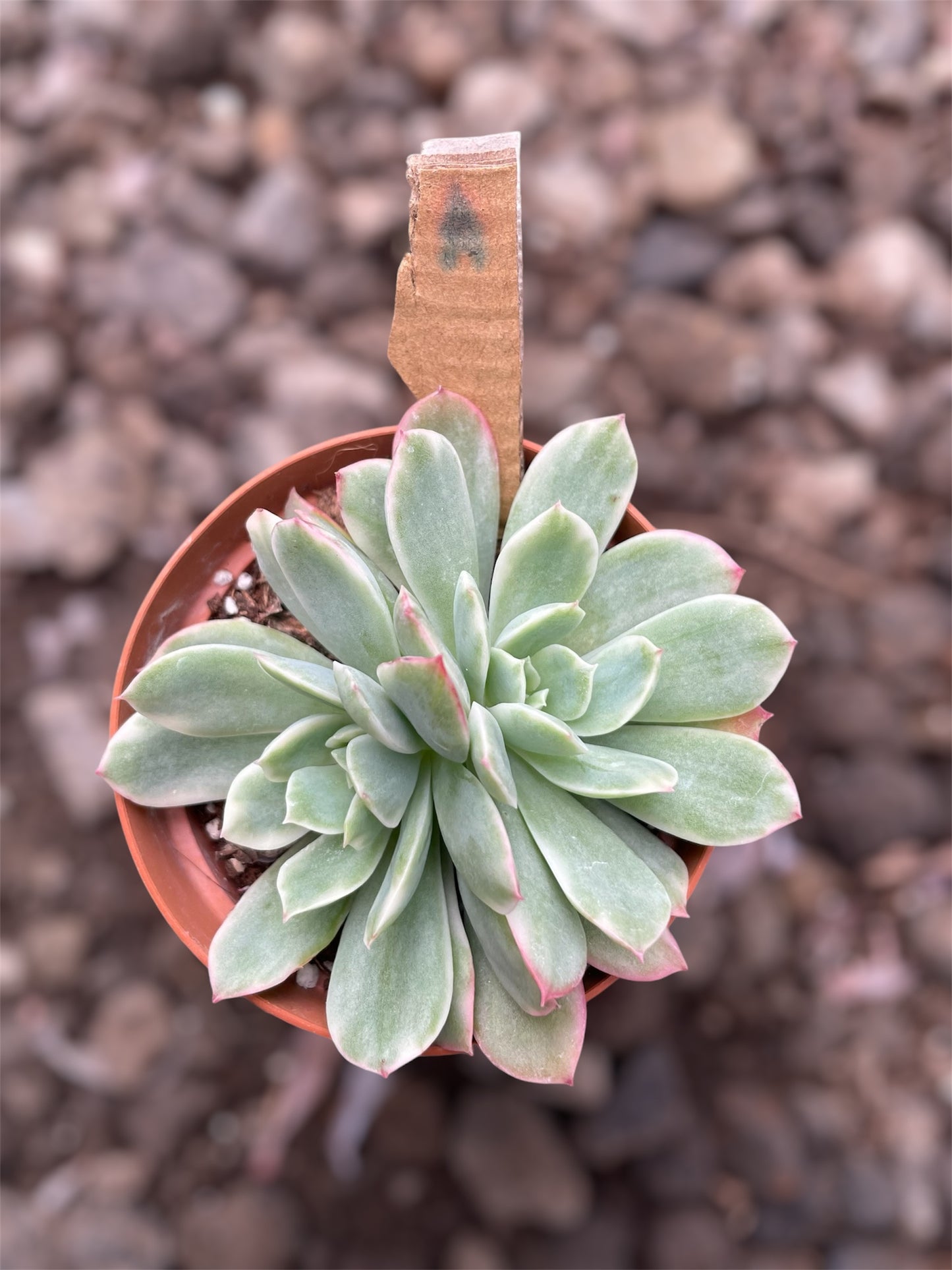 Echeveria Lemon Lime Variegada