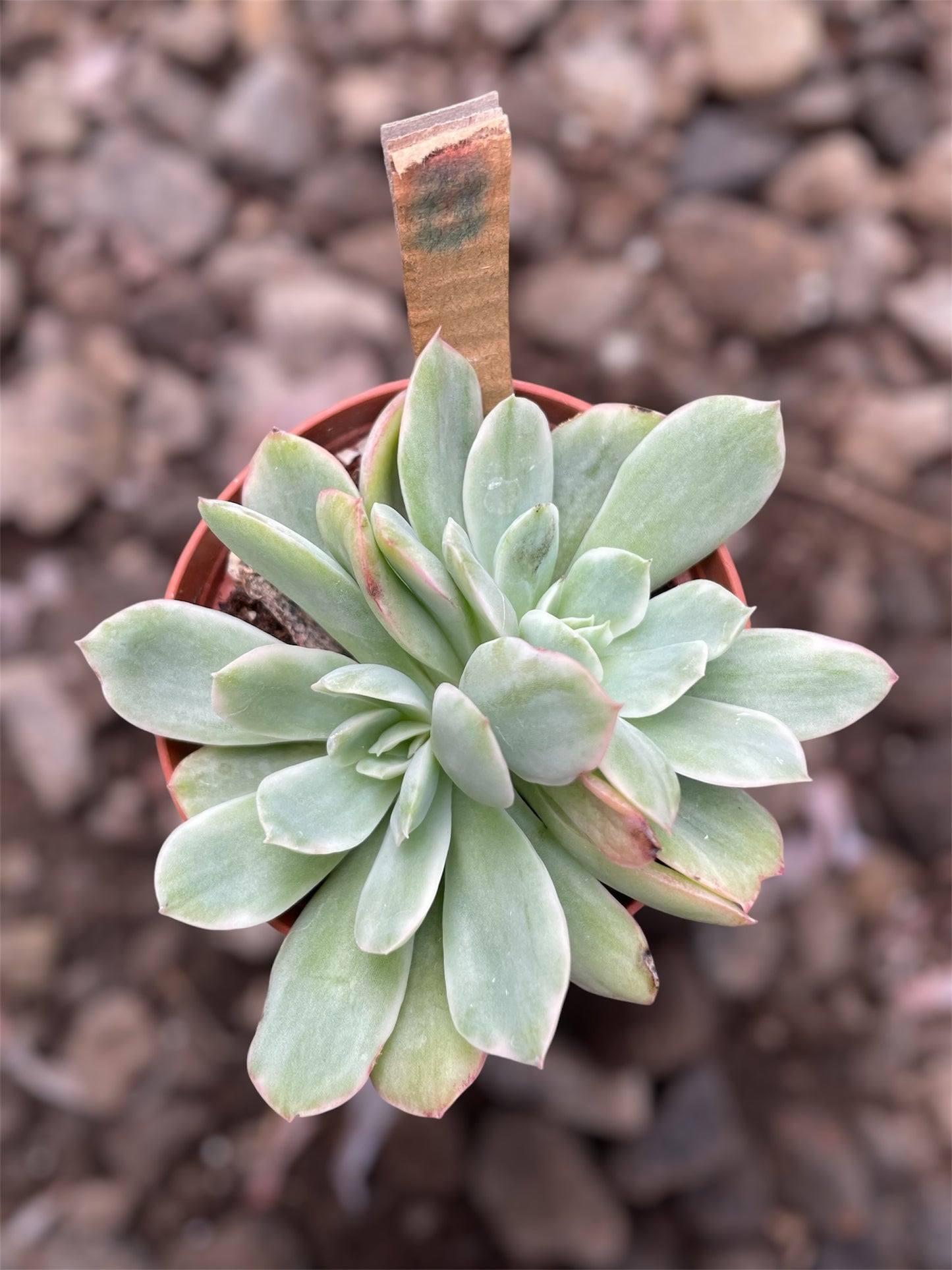 Echeveria Lemon Lime Variegada