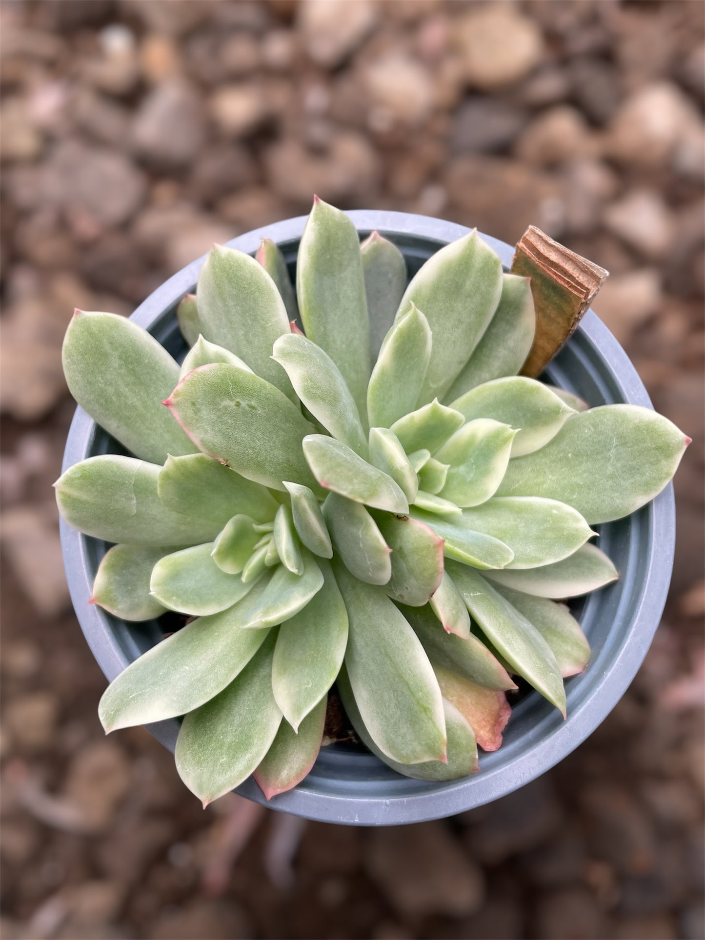 Echeveria Lemon Lime Variegada