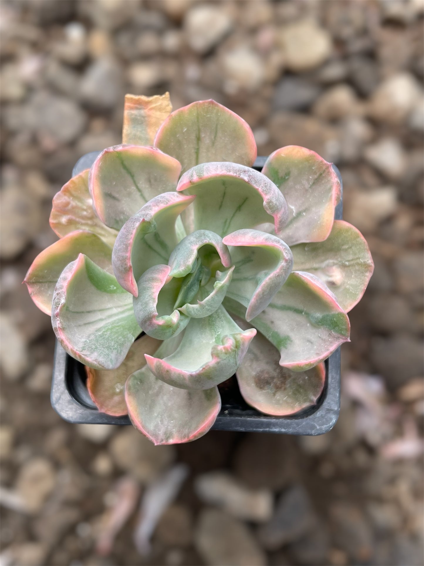 Echeveria Beyonce Rainbow