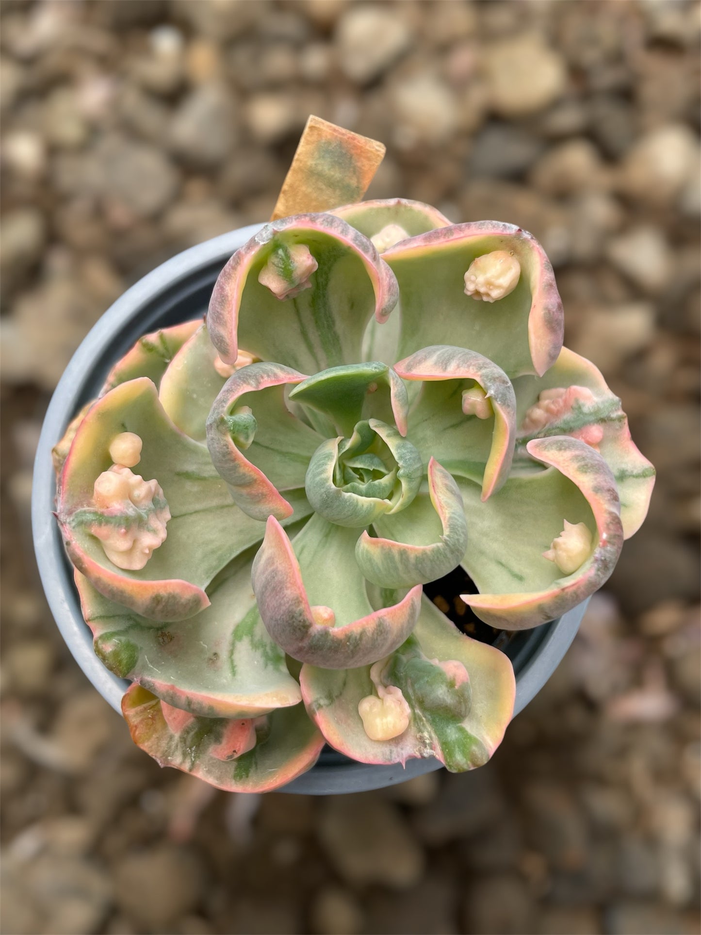 Echeveria Beyonce Rainbow