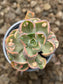 Echeveria Beyonce Rainbow