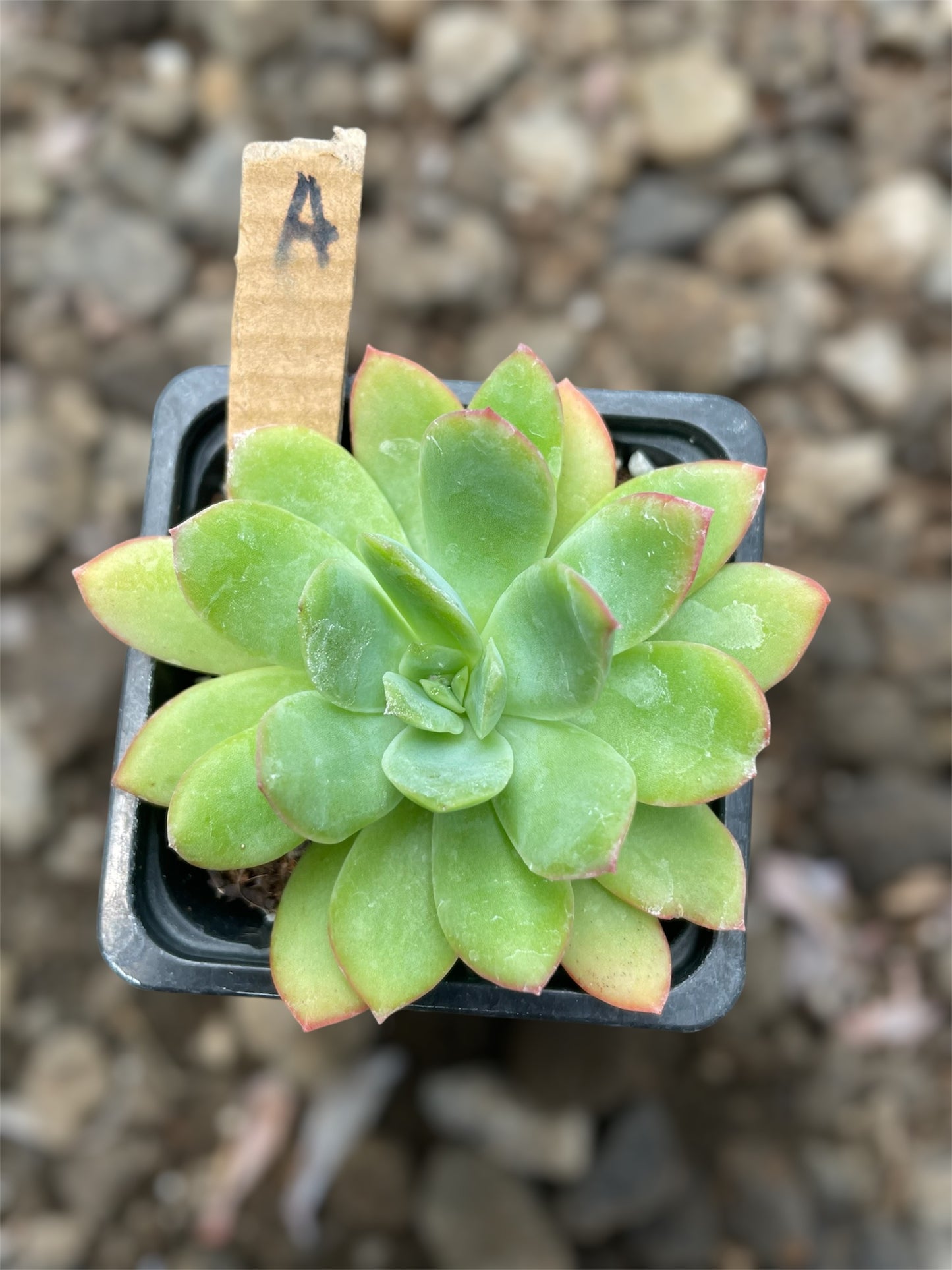 Echeveria Lemon Lime