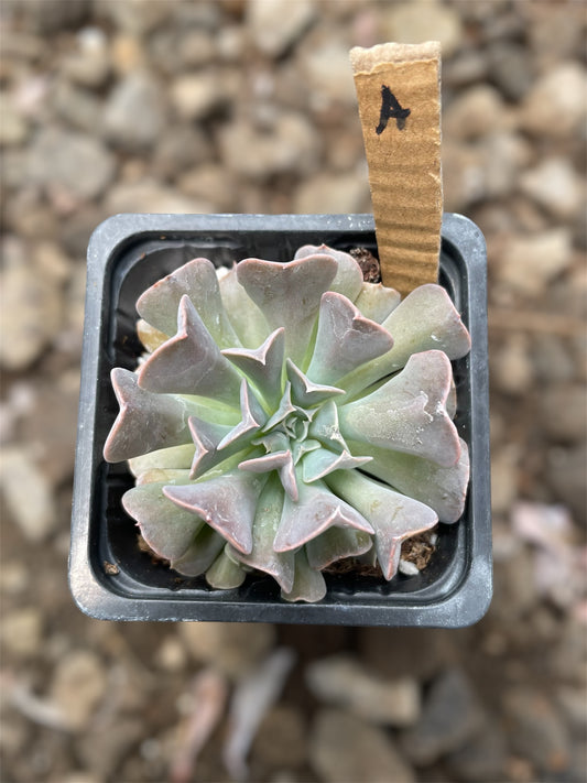 Echeveria Swan Lake