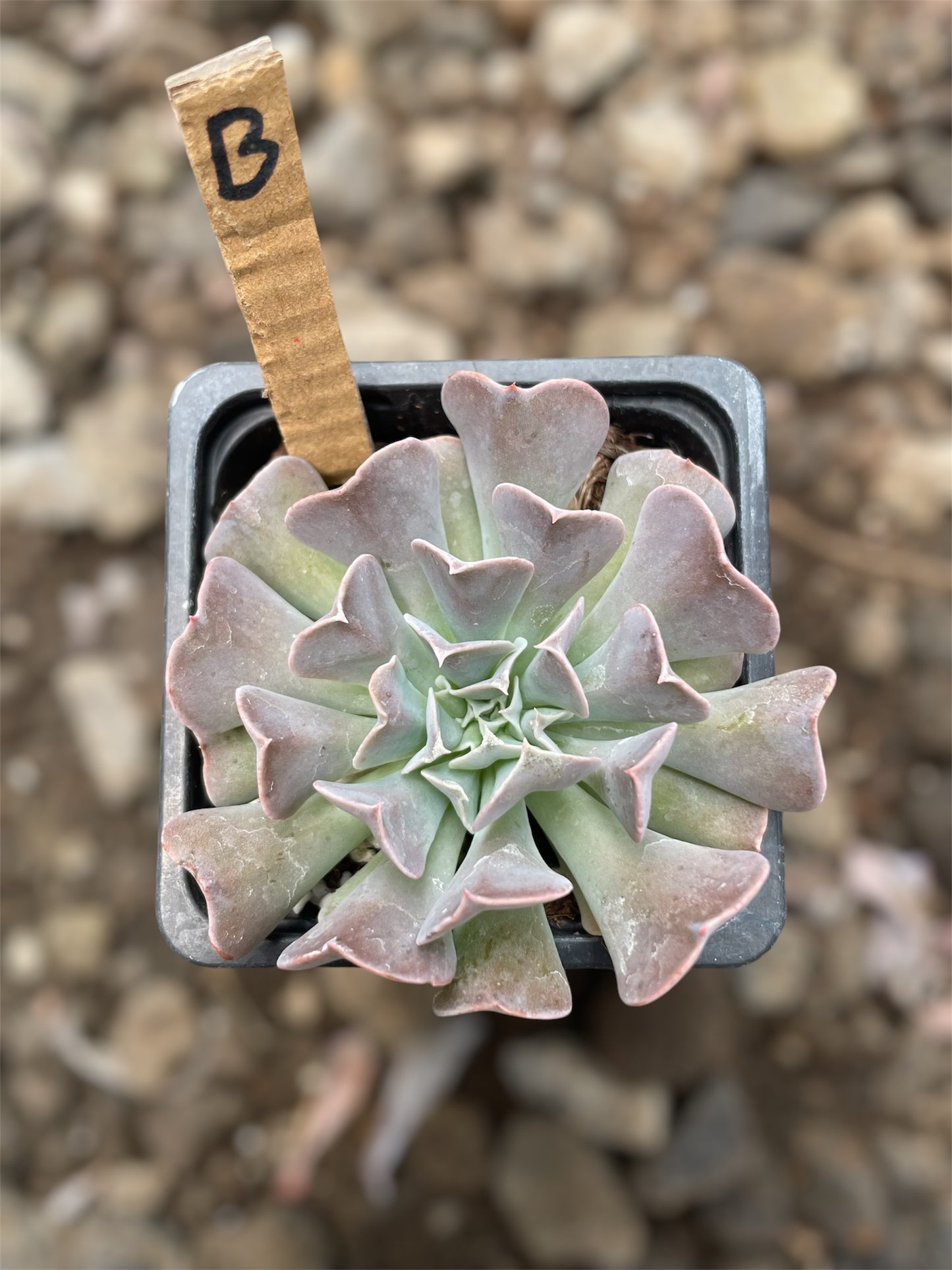 Echeveria Swan Lake