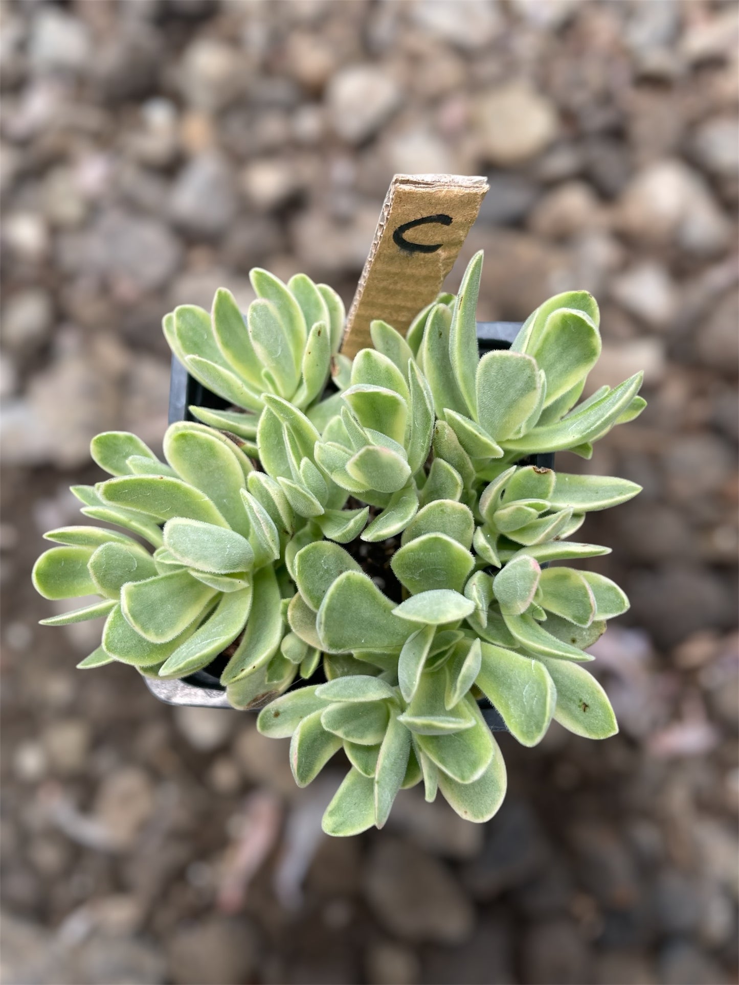 Crassula Money Maker