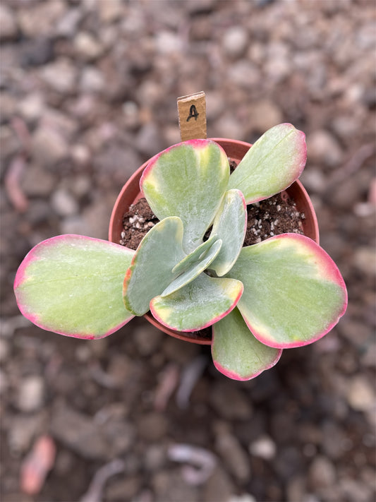 Kalanchoe Luciae Fantastic