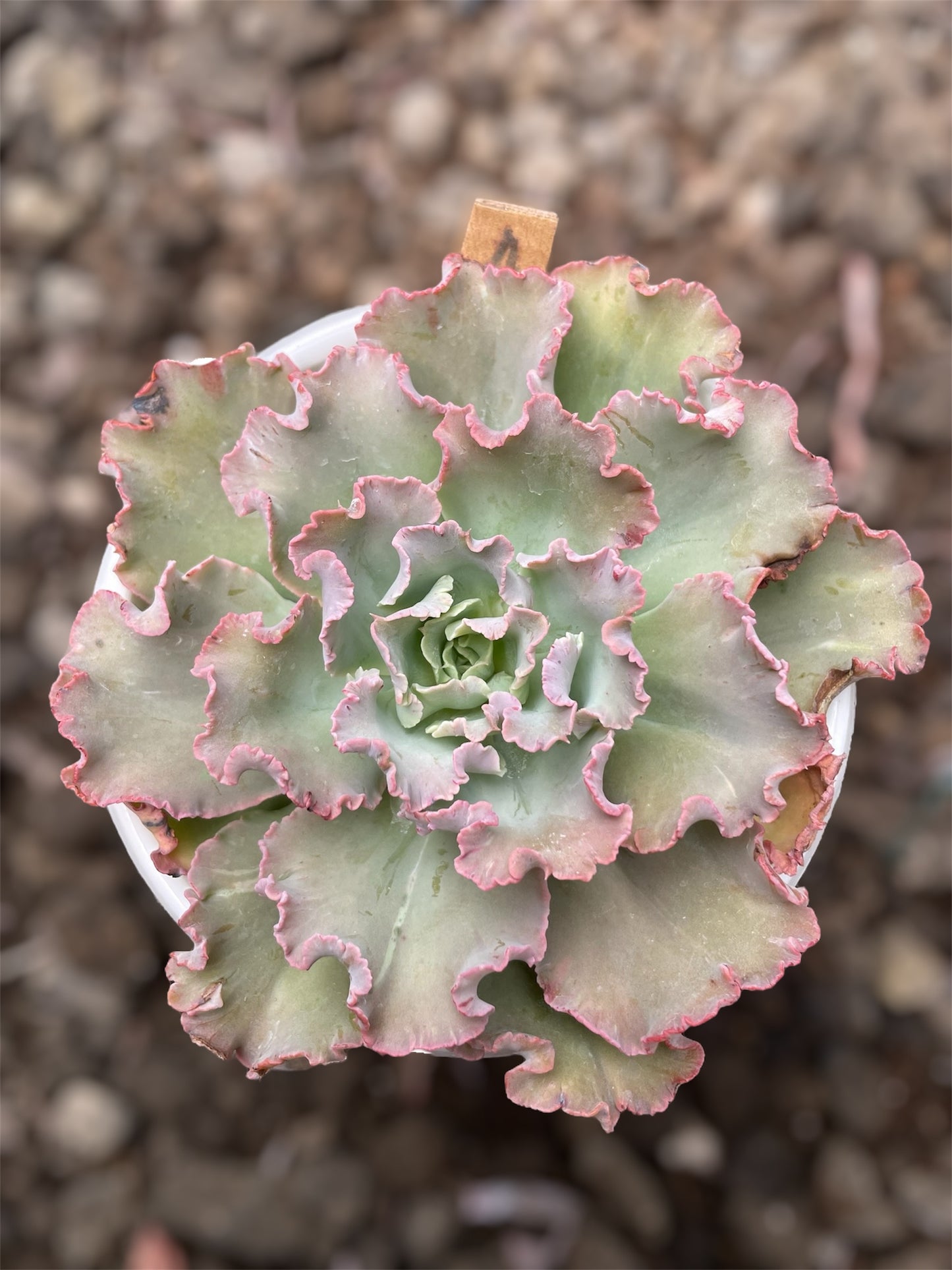 Echeveria Chantilly