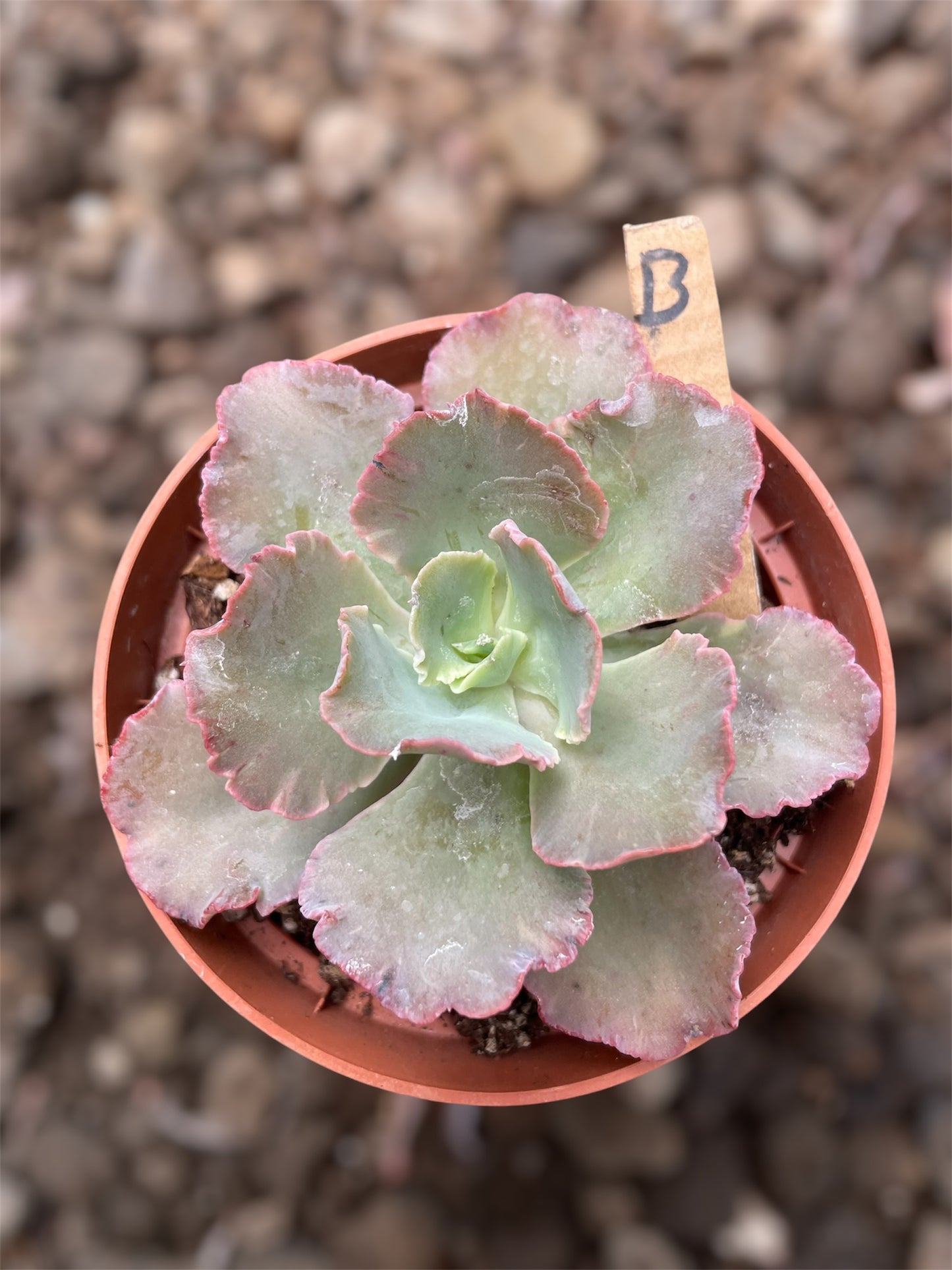 Echeveria Chantilly