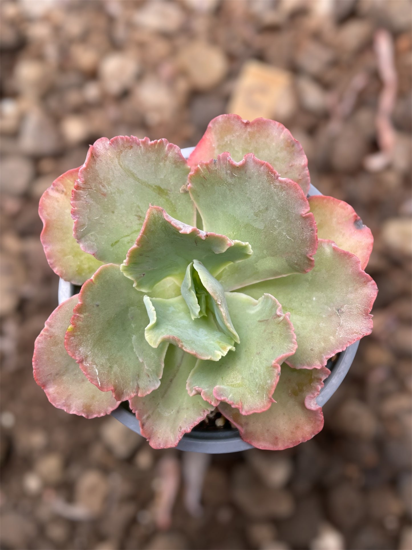 Echeveria Chantilly