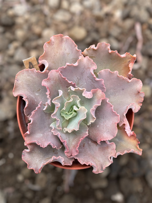 Echeveria Blue Giant