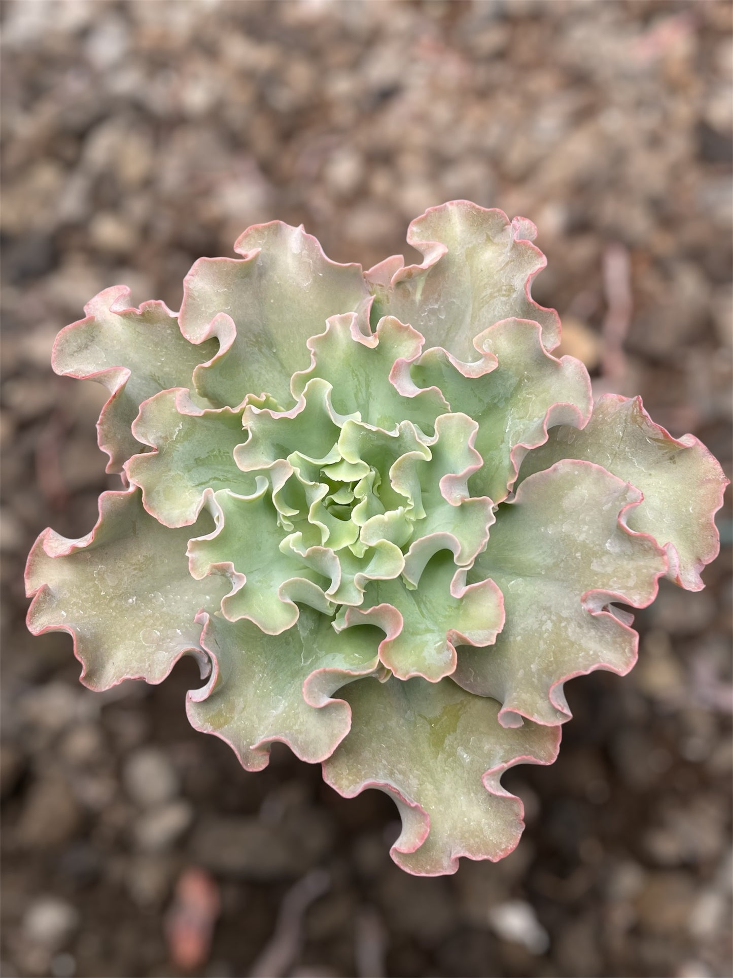 Echeveria Blue Giant