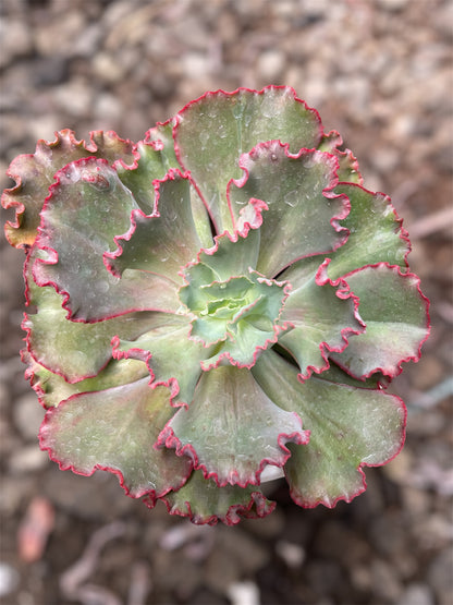 Echeveria Diamond State Revertida