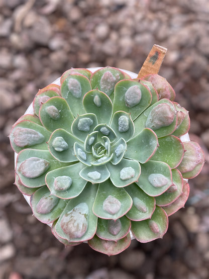 Echeveria Raindrops