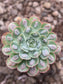 Echeveria Raindrops