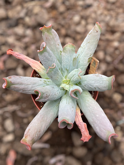 Echeveria Culibra