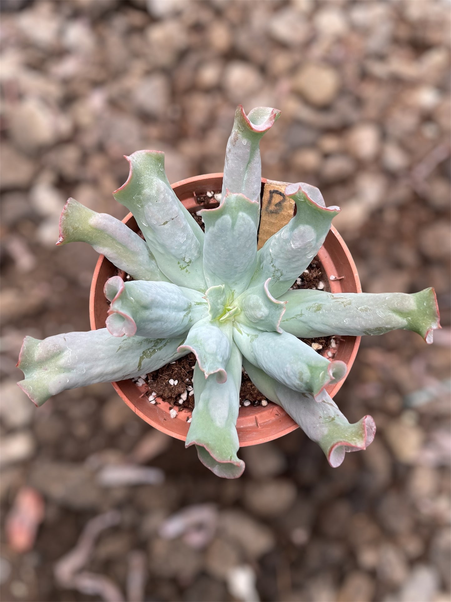 Echeveria Culibra