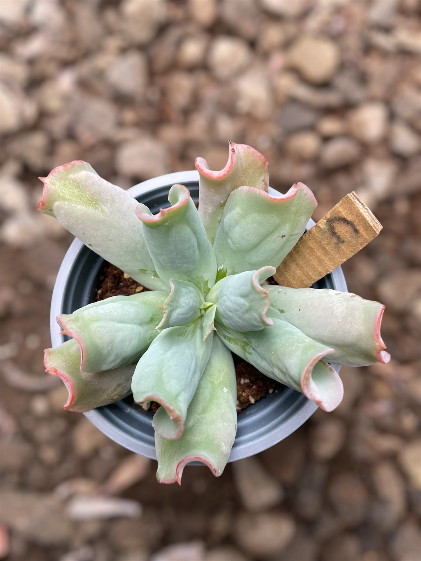 Echeveria Culibra