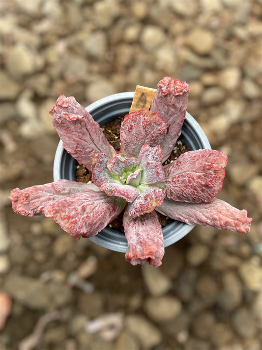 Echeveria Linguas