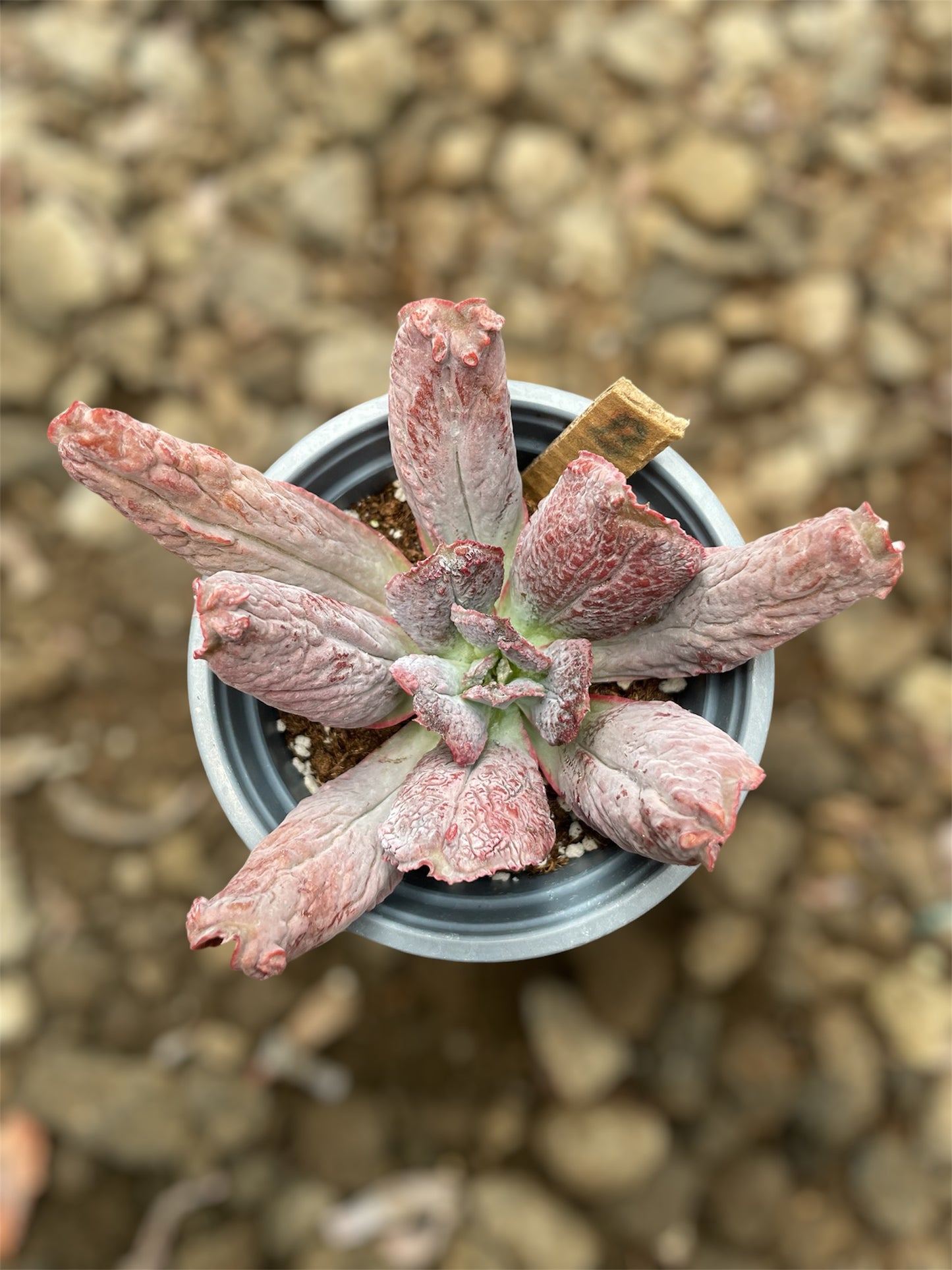 Echeveria Linguas