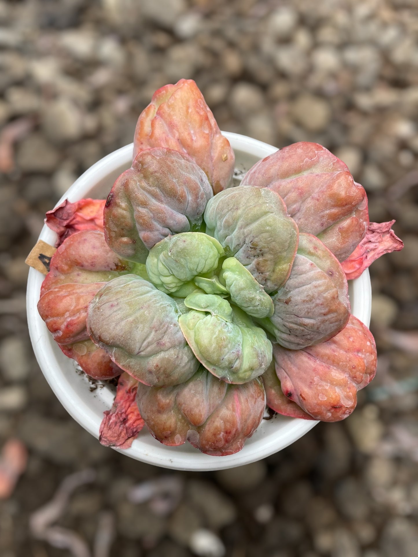 Echeveria Meteorite