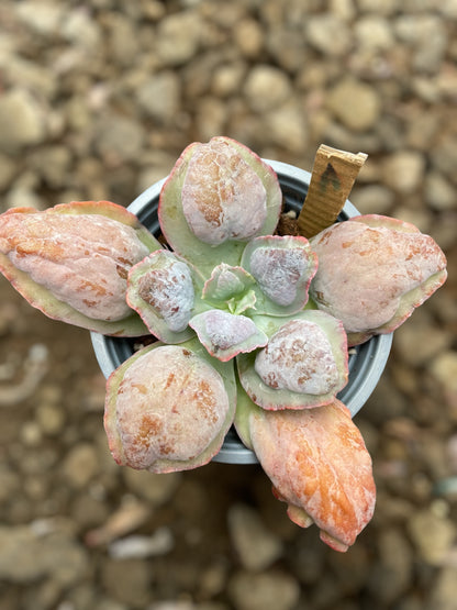 Echeveria Lilac Snow