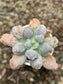 Echeveria Lilac Snow