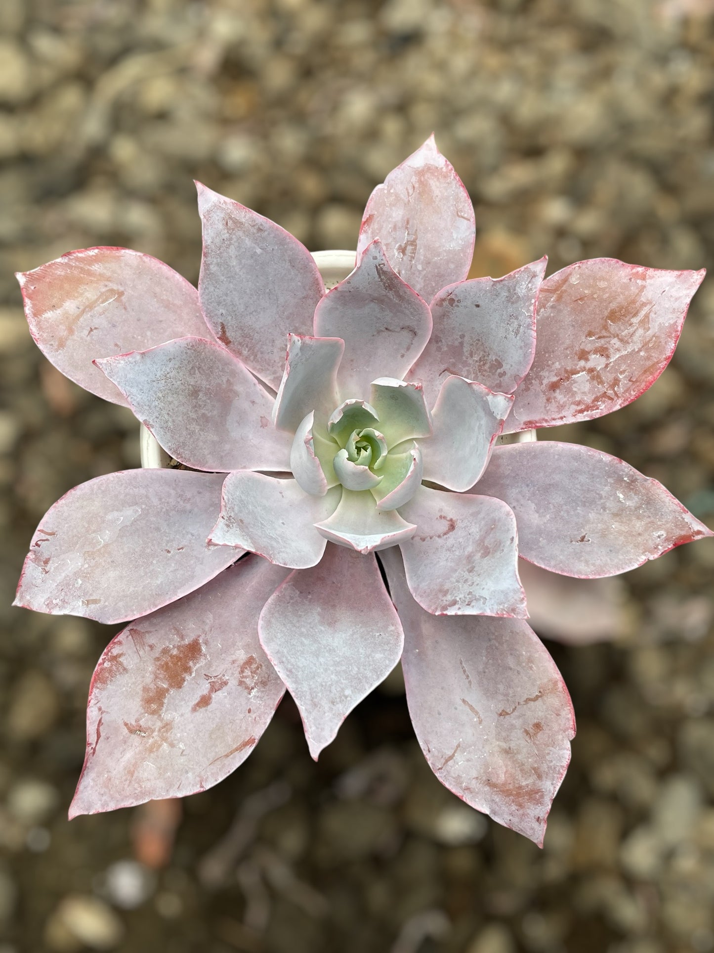 Echeveria Afterglow