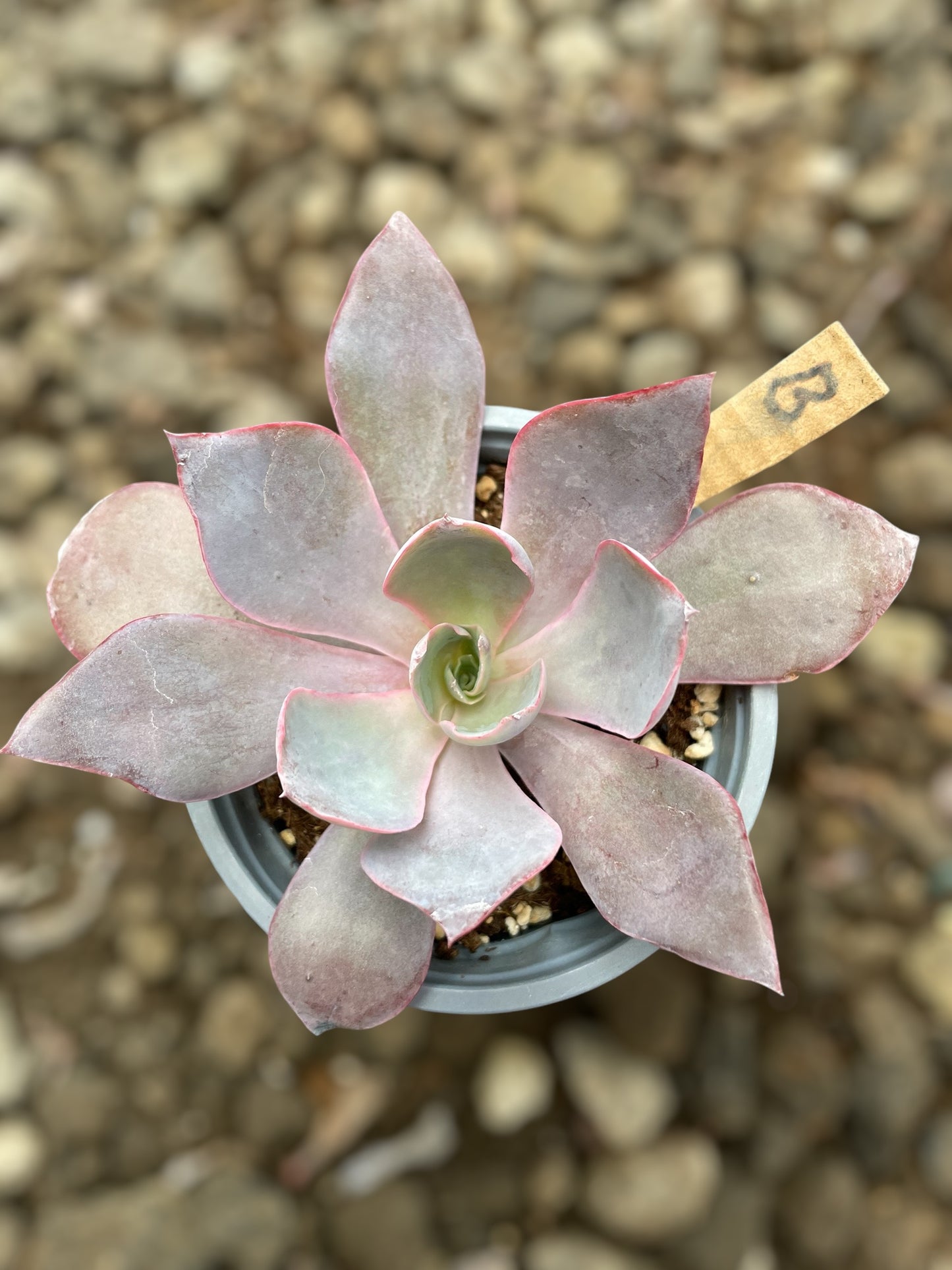 Echeveria Afterglow