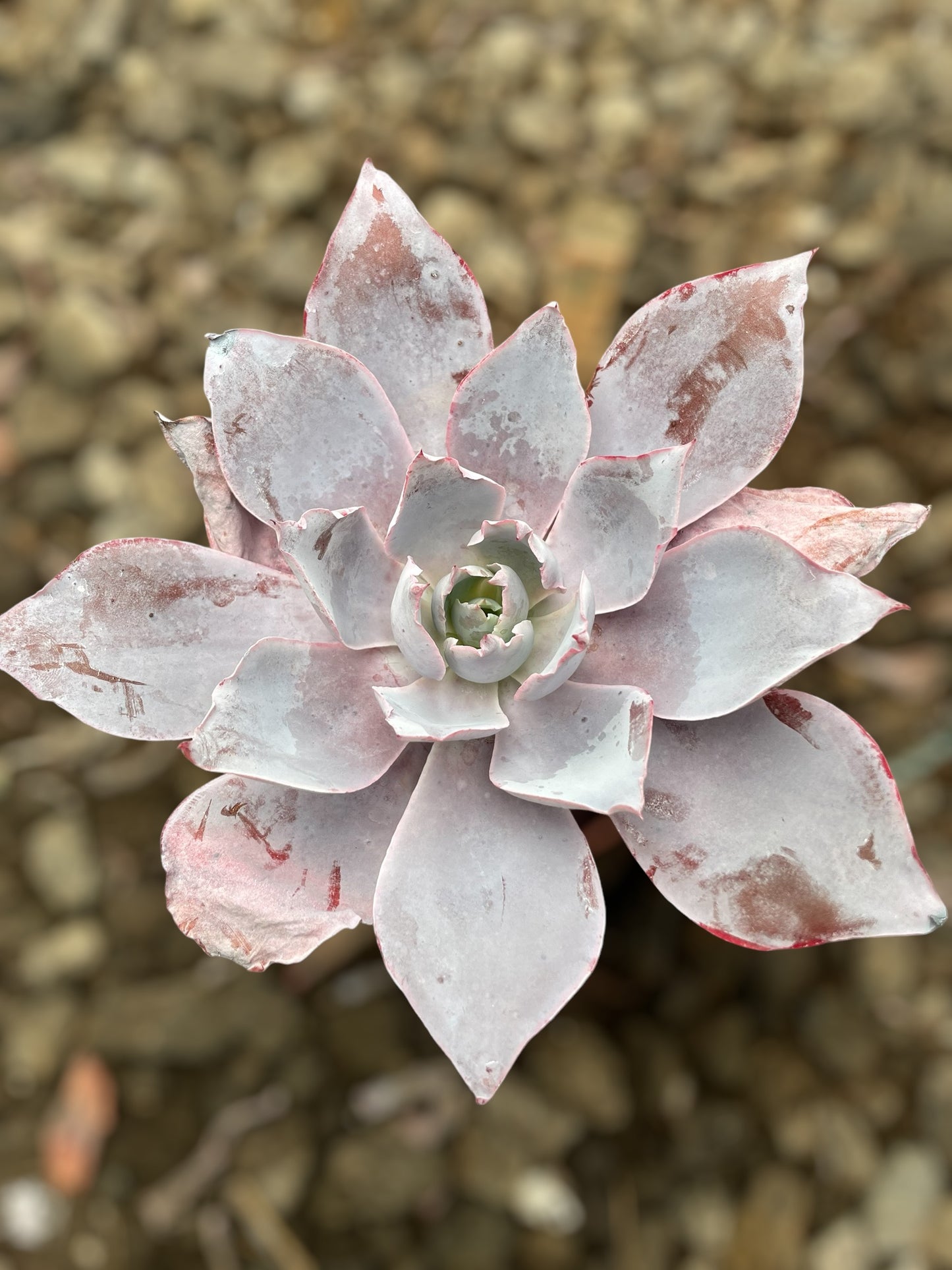 Echeveria Afterglow