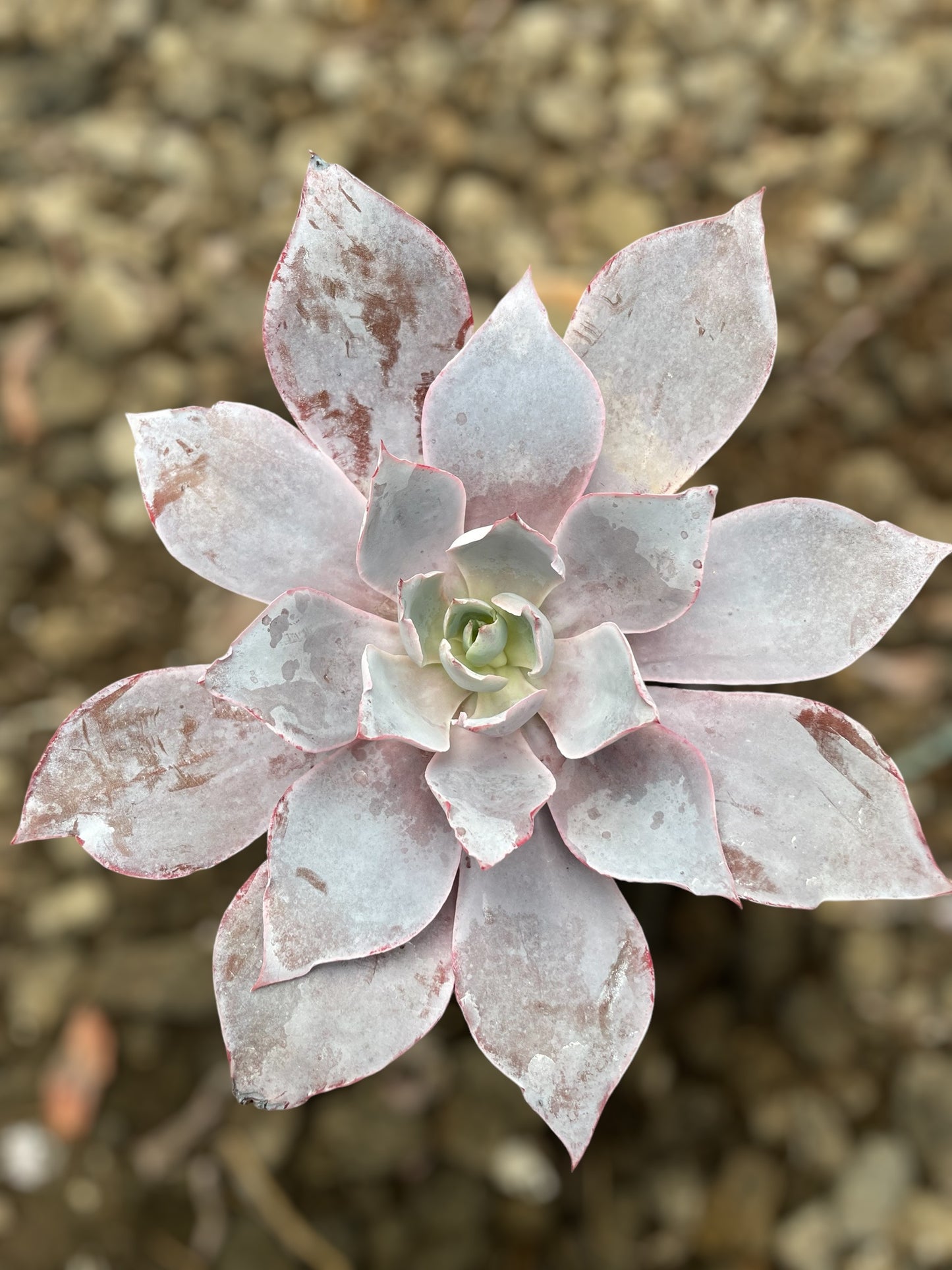 Echeveria Afterglow