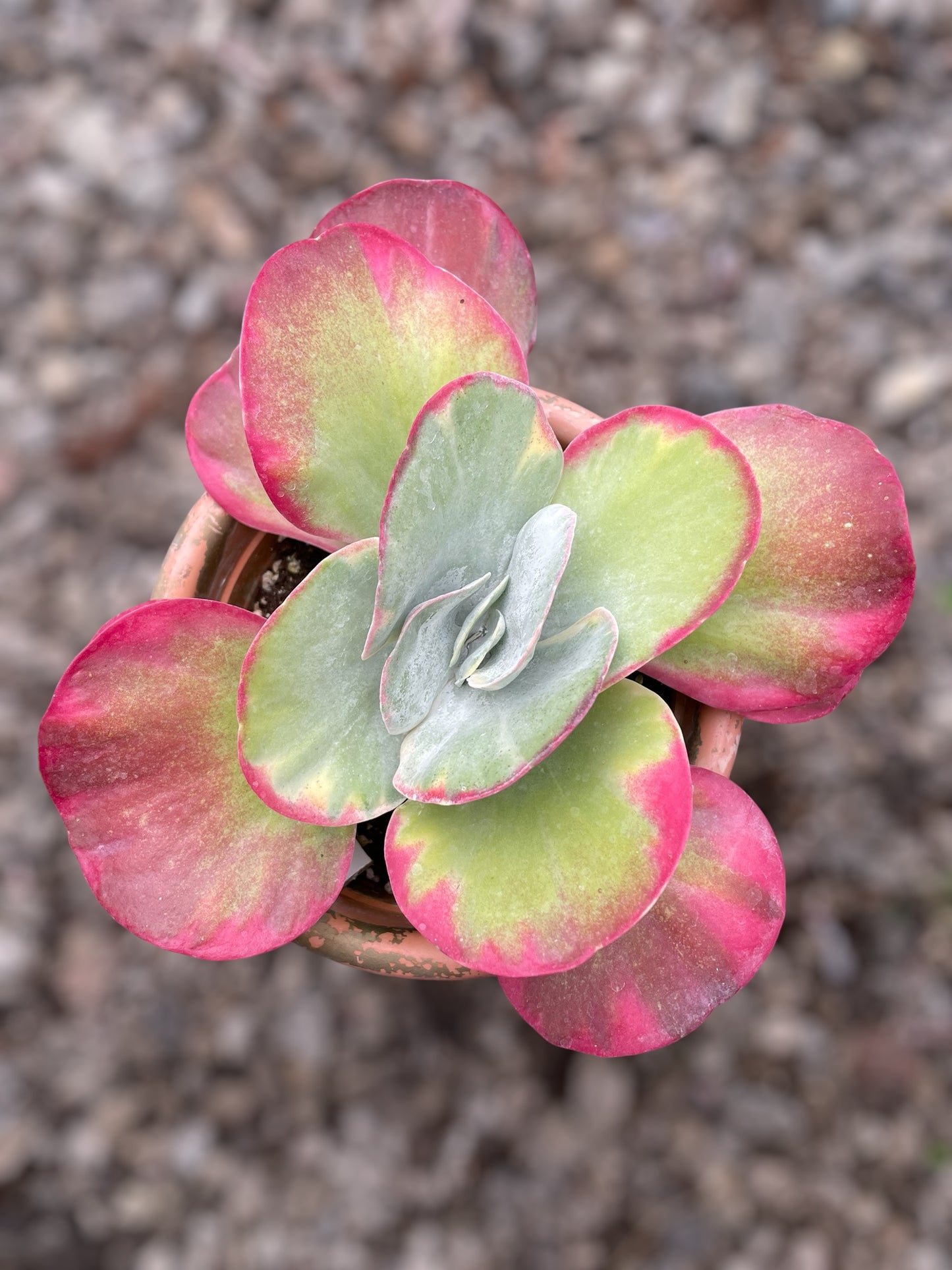 Kalanchoe Luciae Fantastic