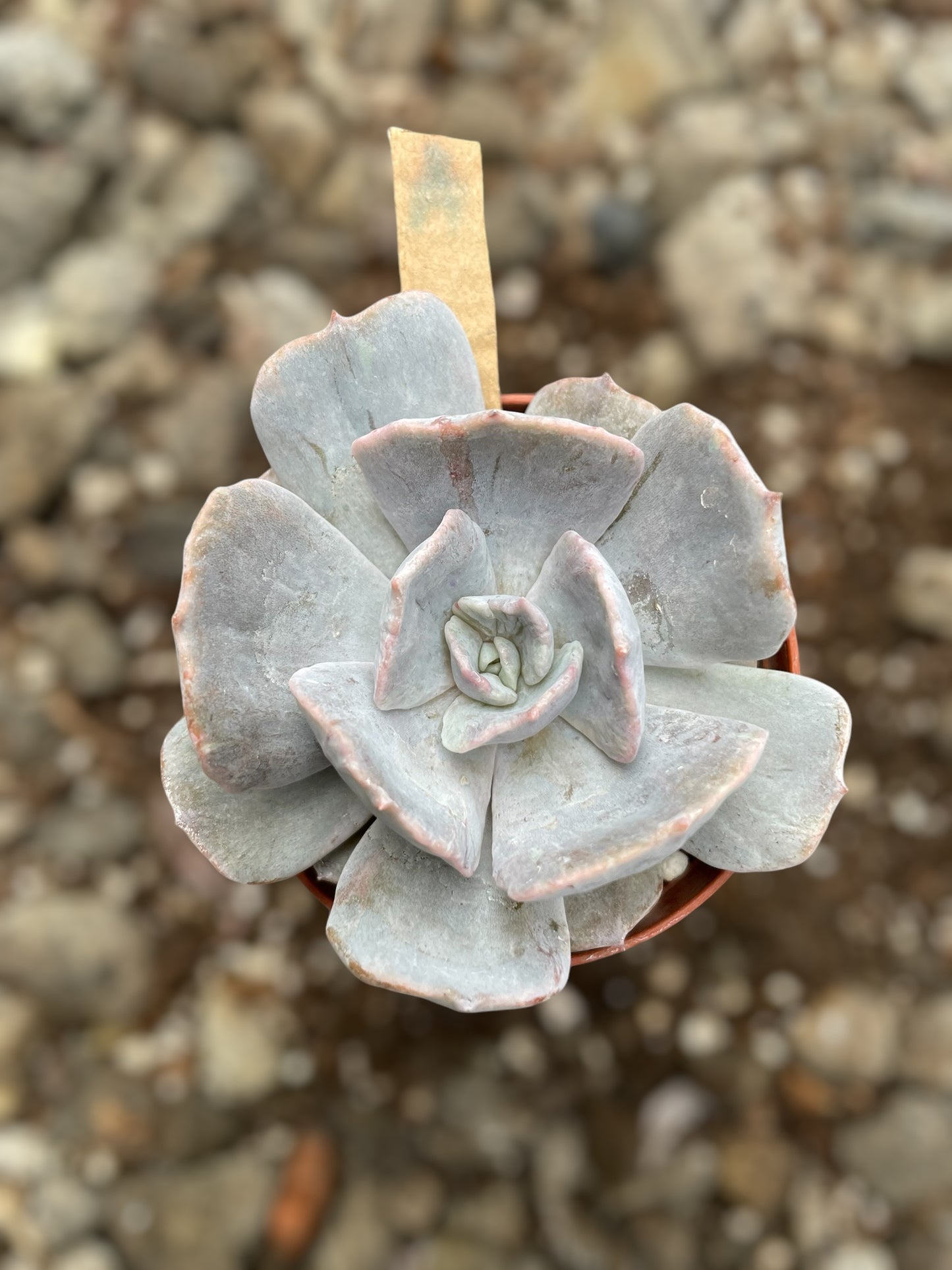 Echeveria Pollux Monstruosa