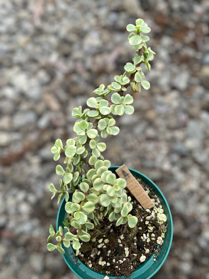 Portulacaria Afra Variegada