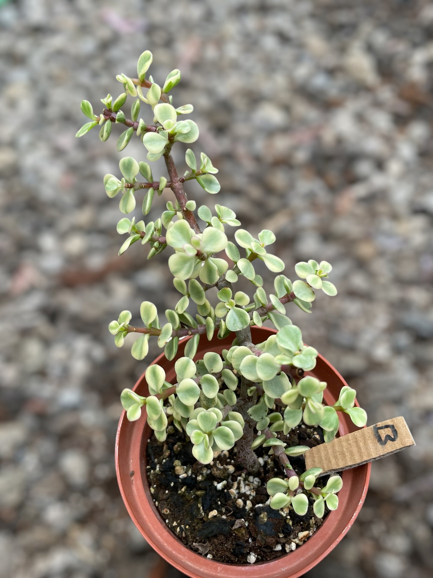 Portulacaria Afra Variegada