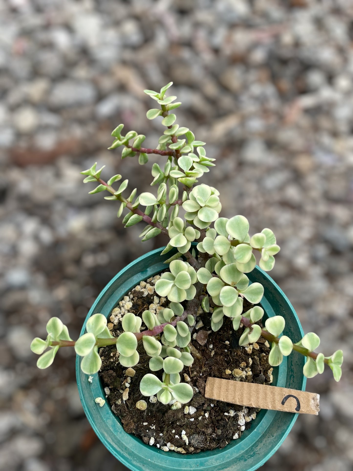 Portulacaria Afra Variegada