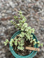 Portulacaria Afra Variegada