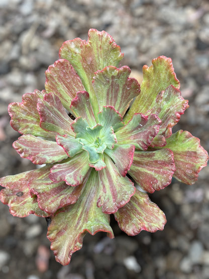 Echeveria Diamond State