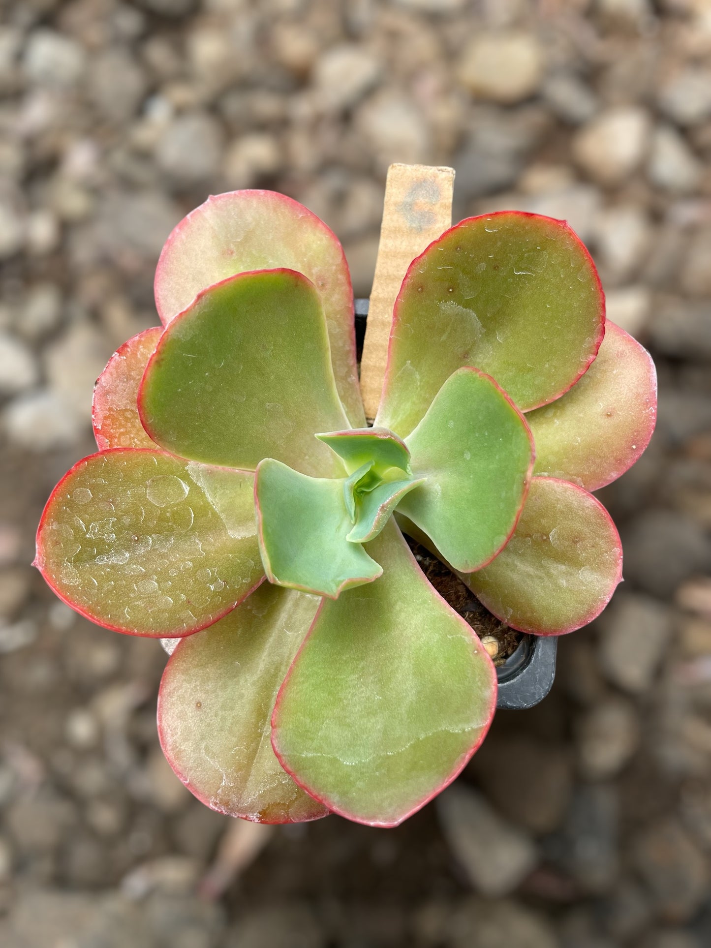 Echeveria Diamond State Revertida