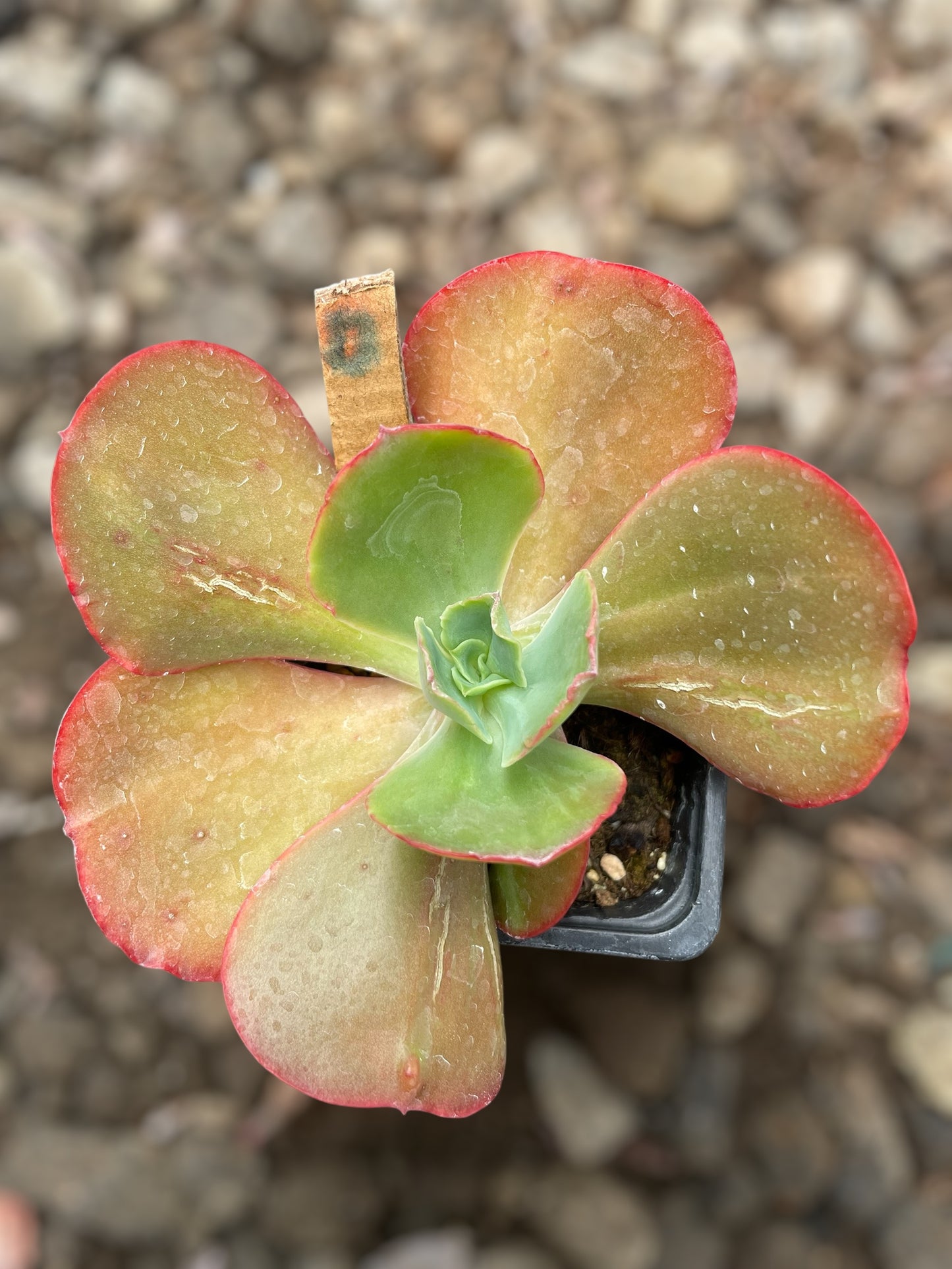 Echeveria Diamond State Revertida