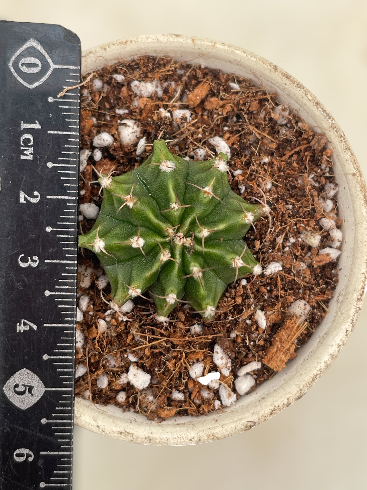 Gymnocalycium mihanovichii