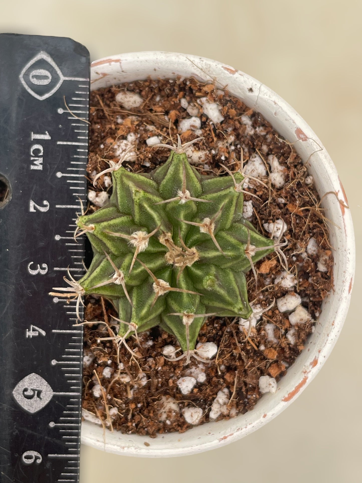 Gymnocalycium mihanovichii