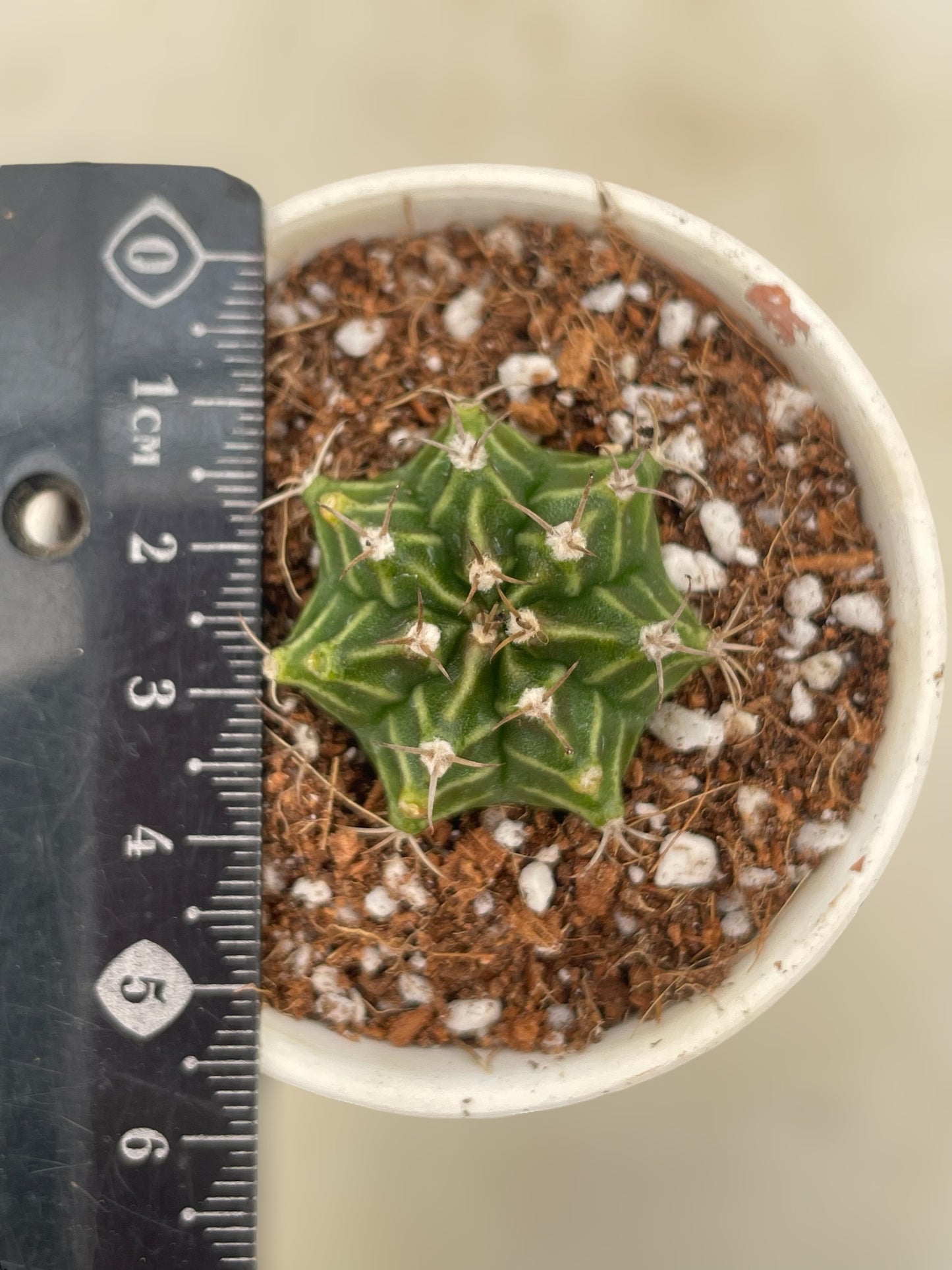 Gymnocalycium mihanovichii