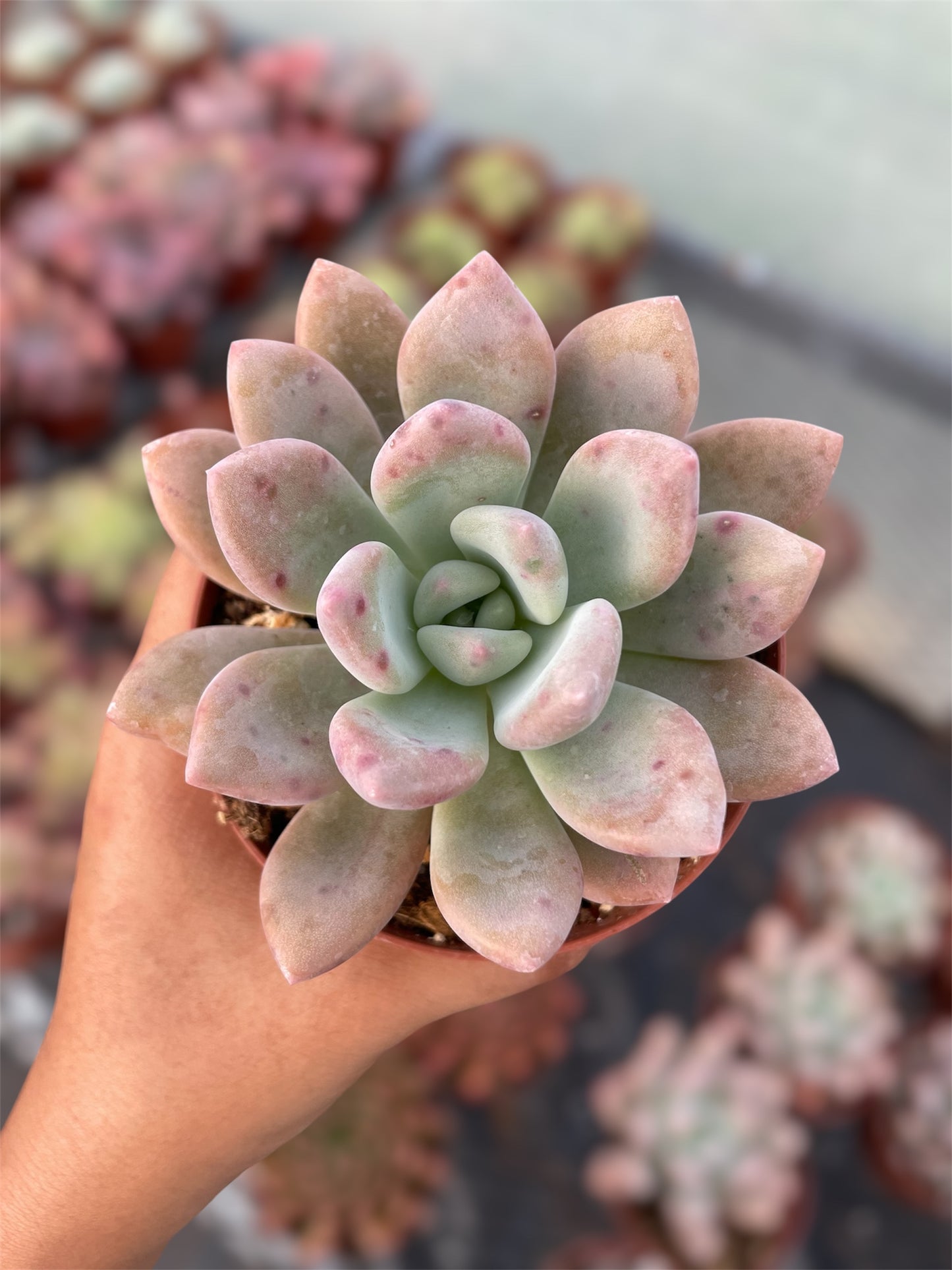 Graptoveria Opalina