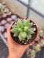 Pachyphytum Compactum