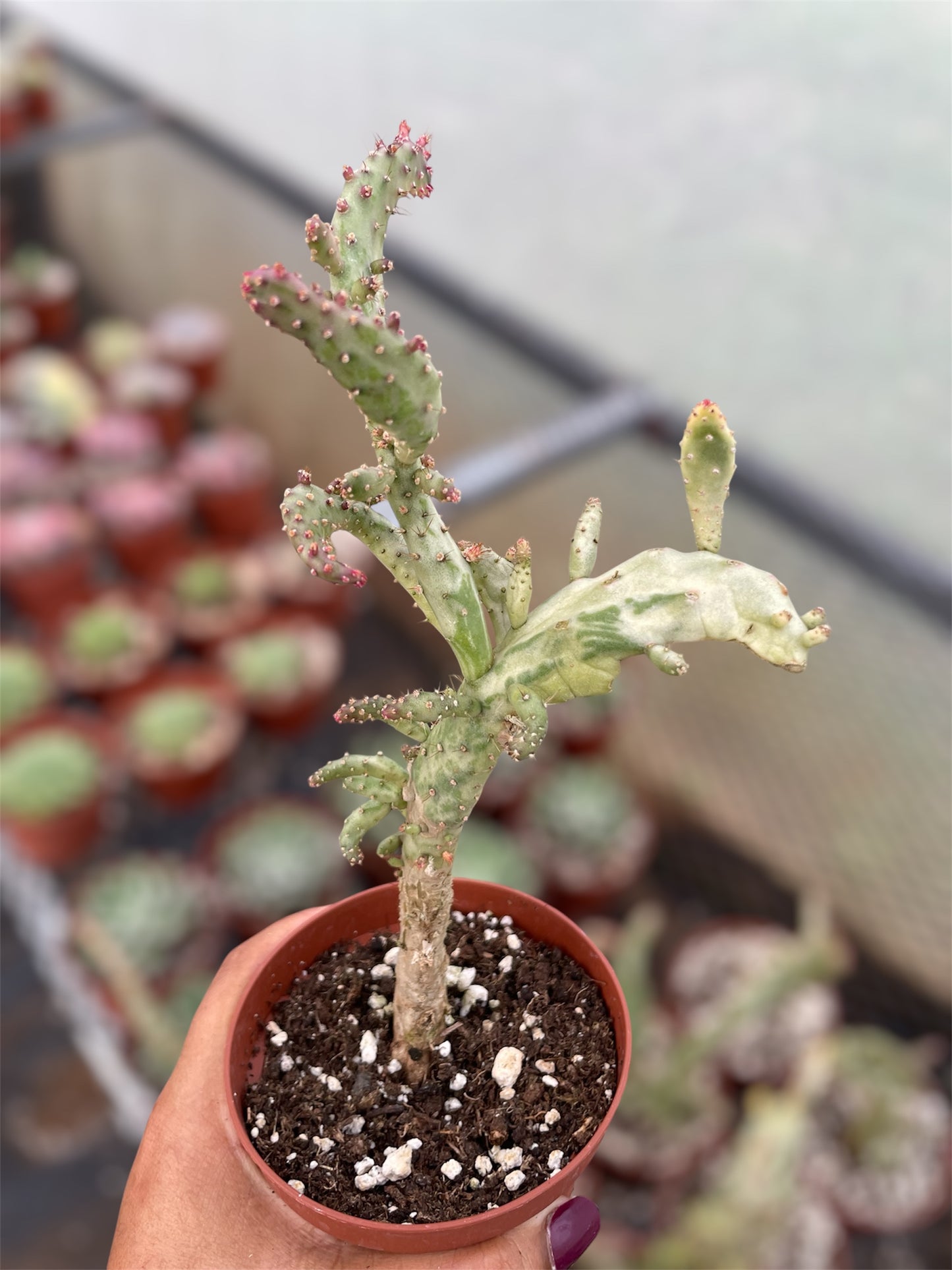 Opuntia Monacantha Variegada