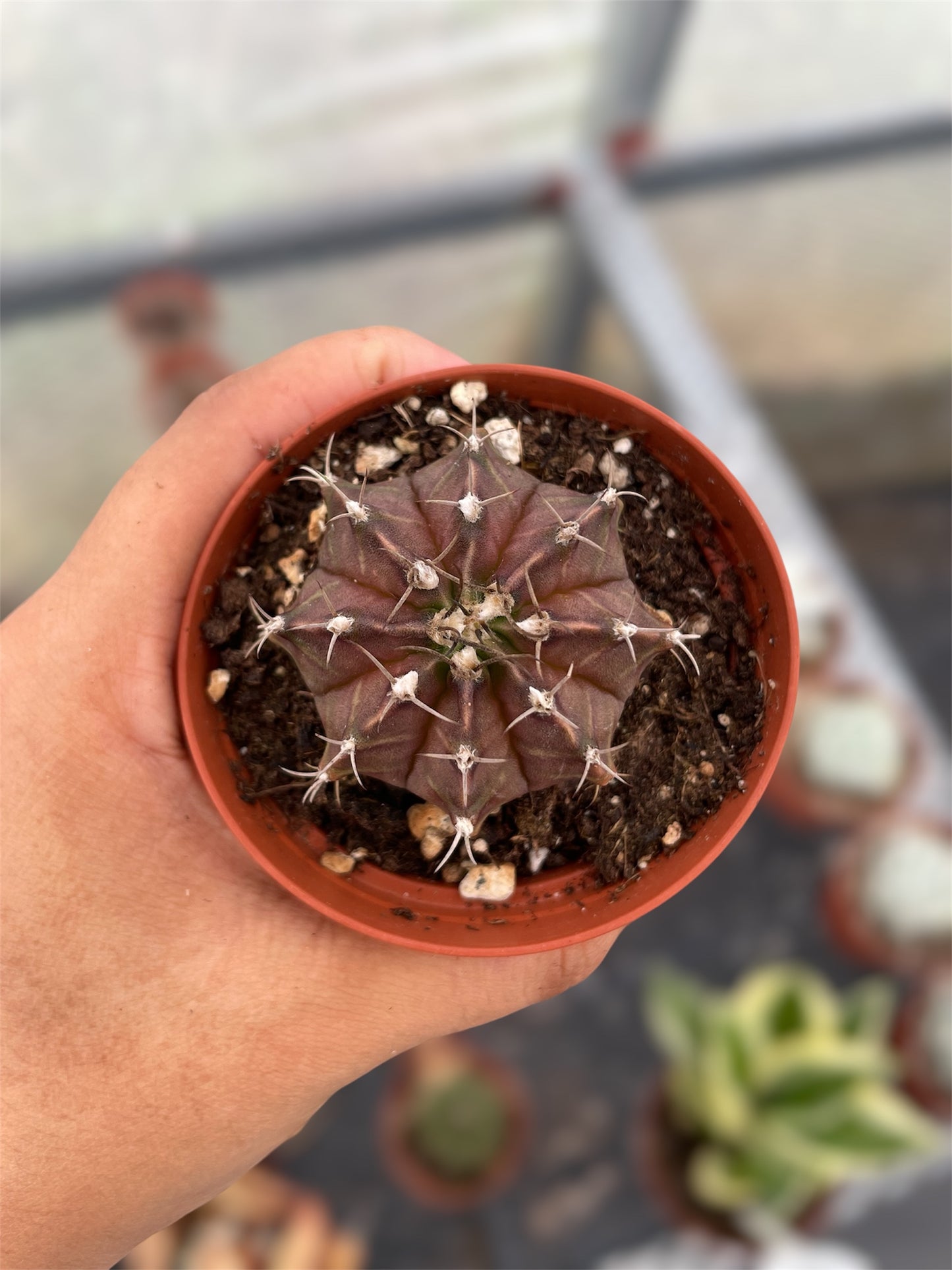 Gymnocalycium Mihanovichii